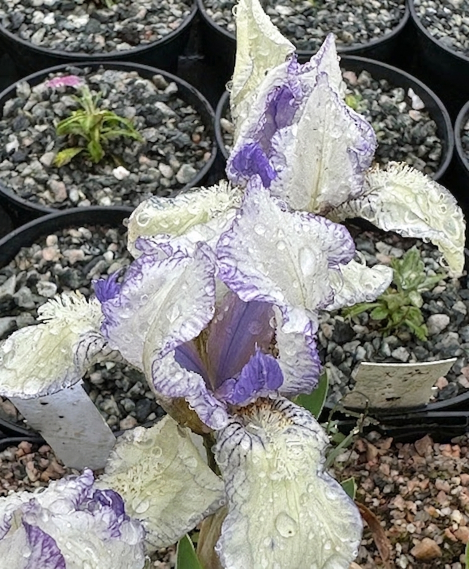 Iris 'Dunlin'